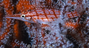 long nose hawk fish by Jan Maringka 